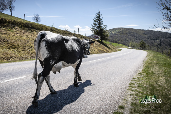 Photographie des Vosges Vache vosgienne sur la route des cretes