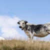 vache vosgienne